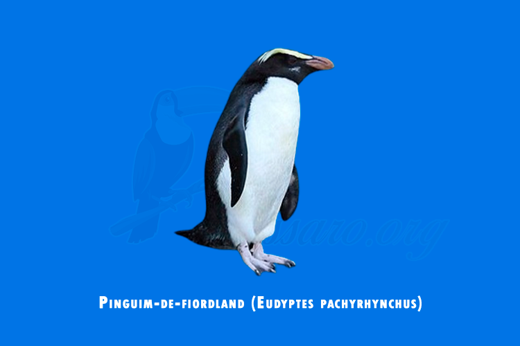 pinguim-de-fiordland (eudyptes pachyrhynchus)