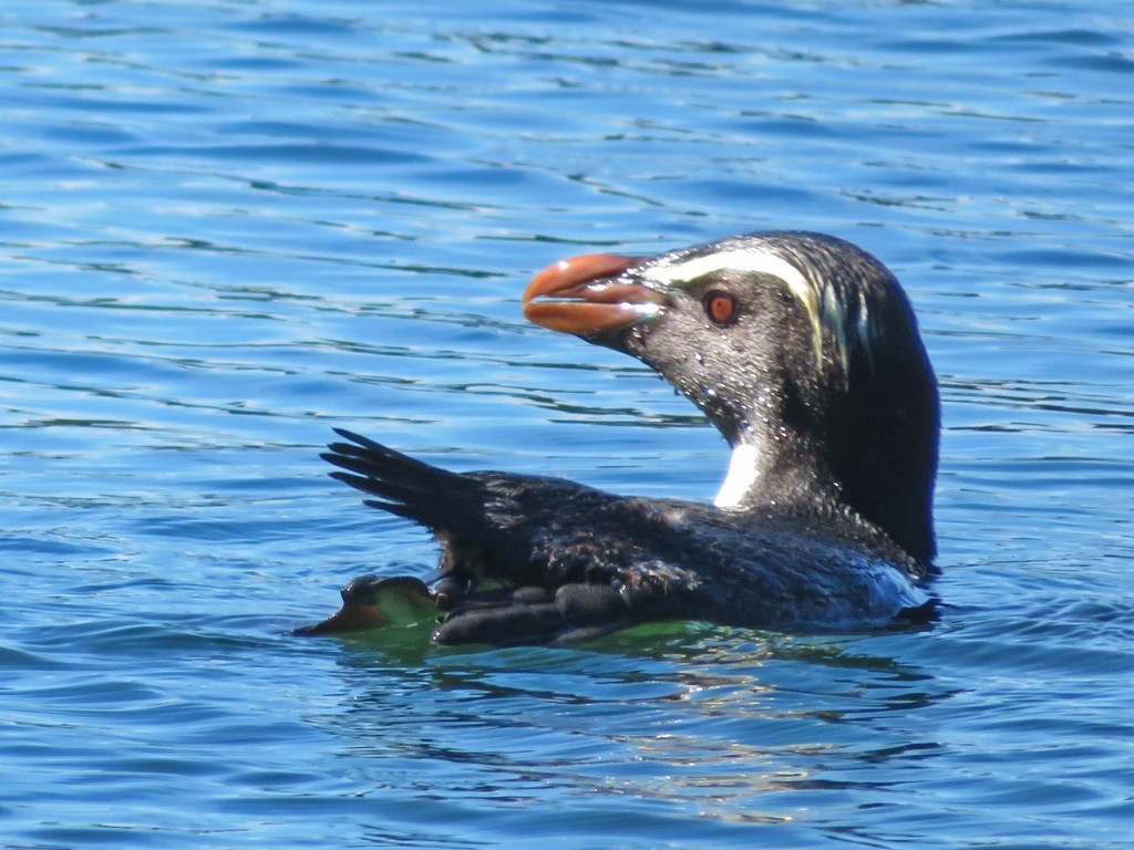 pinguim-de-humboldt