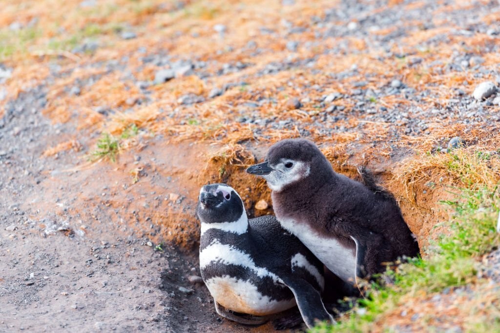 pinguim-de-magalhaes