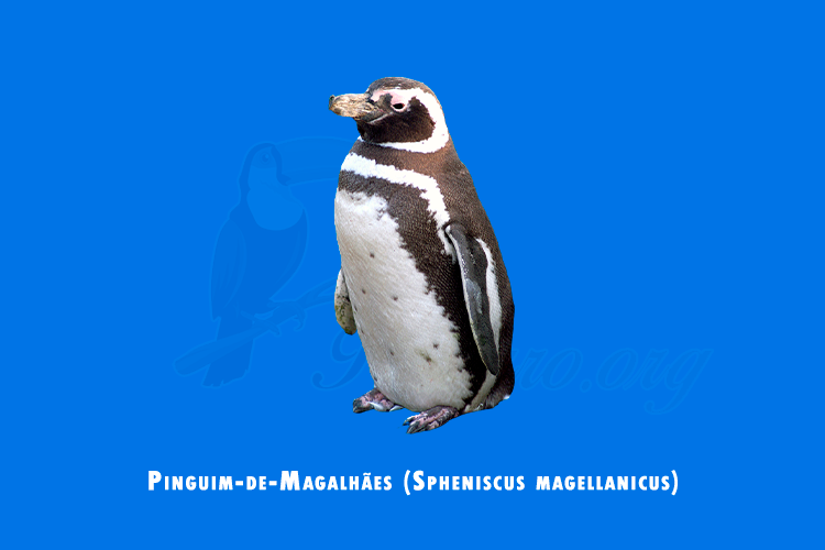 pinguim-de-magalhaes (spheniscus magellanicus)