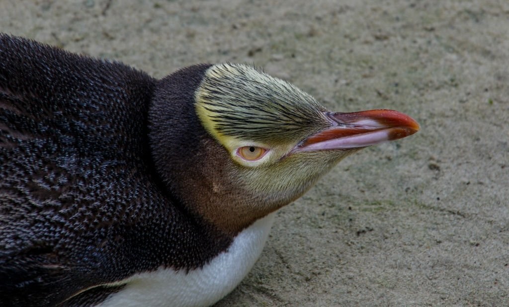 pinguim-de-olho-amarelo