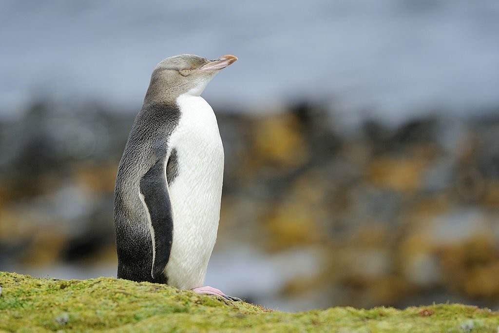 pinguim-de-olho-amarelo