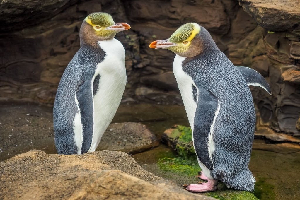 pinguim-de-olho-amarelo