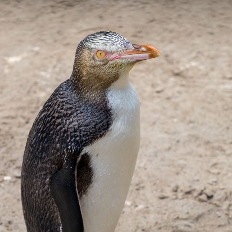 pinguim-de-olho-amarelo