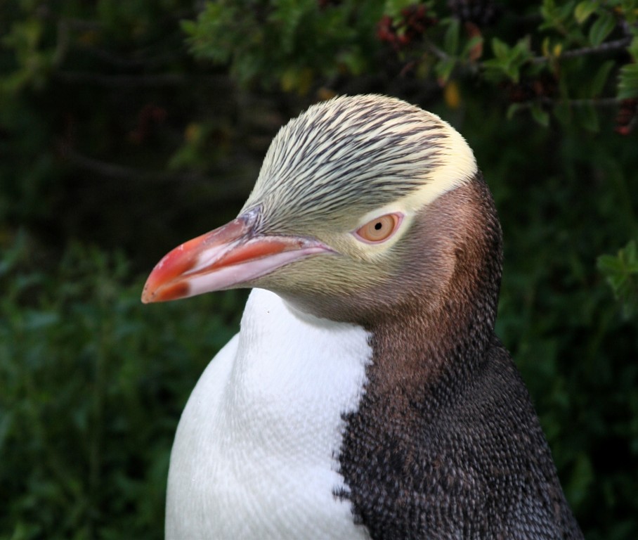 pinguim-de-olho-amarelo