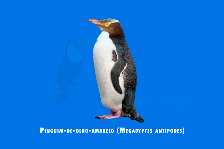 pinguim-de-olho-amarelo (megadyptes antipodes)