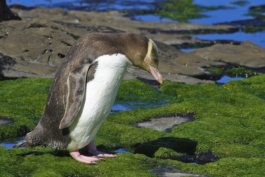 pinguim-de-olho-amarelo