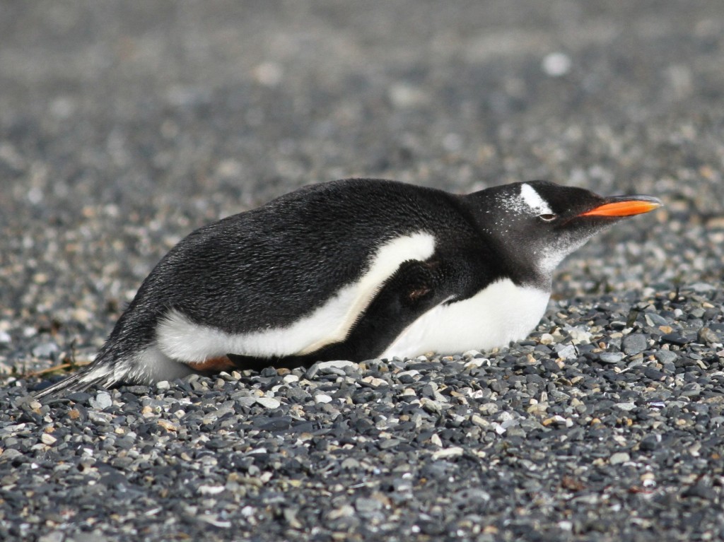 pinguim-gentoo