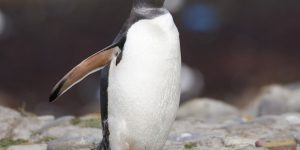 pinguim-gentoo