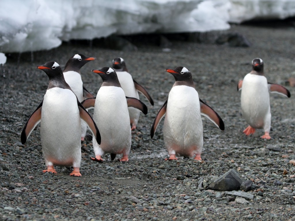 pinguim-gentoo