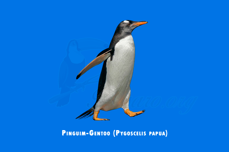 pinguim-gentoo (pygoscelis papua)