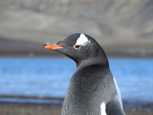 pinguim-gentoo