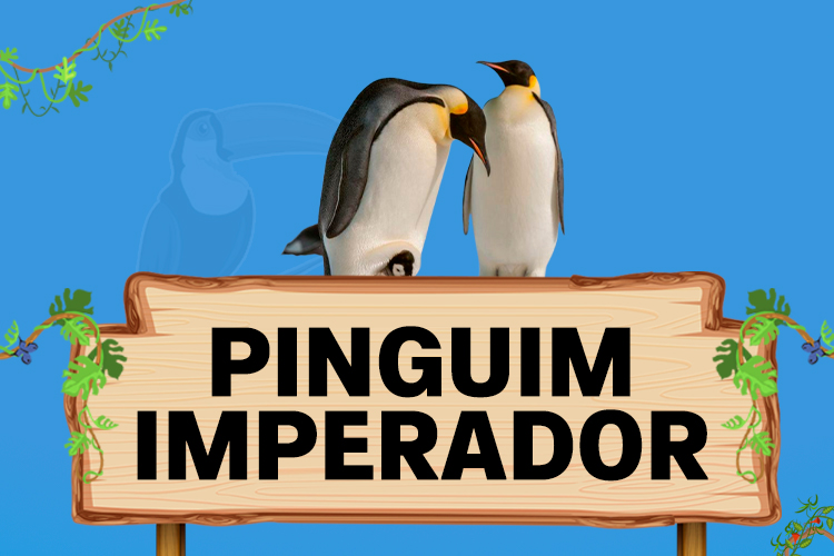 pinguim imperador