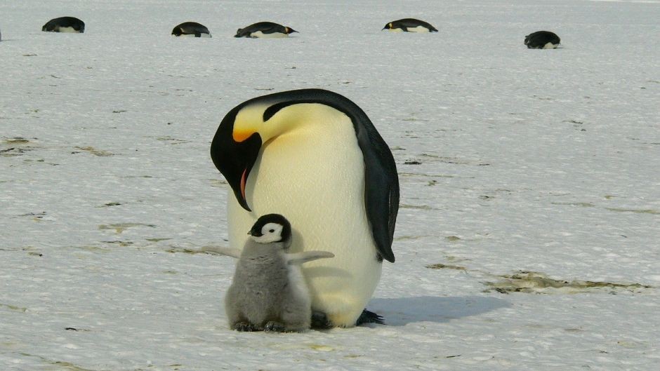 pinguim-imperador 