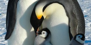 pinguim-imperador