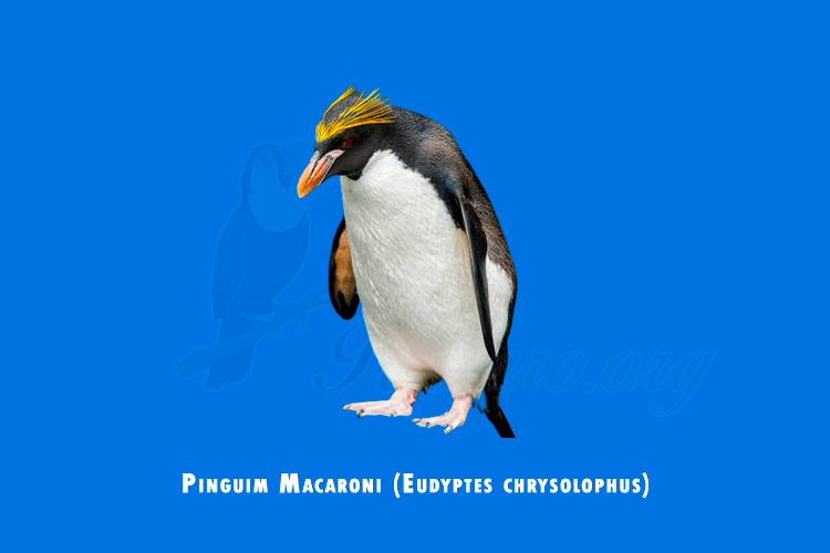 pinguim macaroni (eudyptes chrysolophus)
