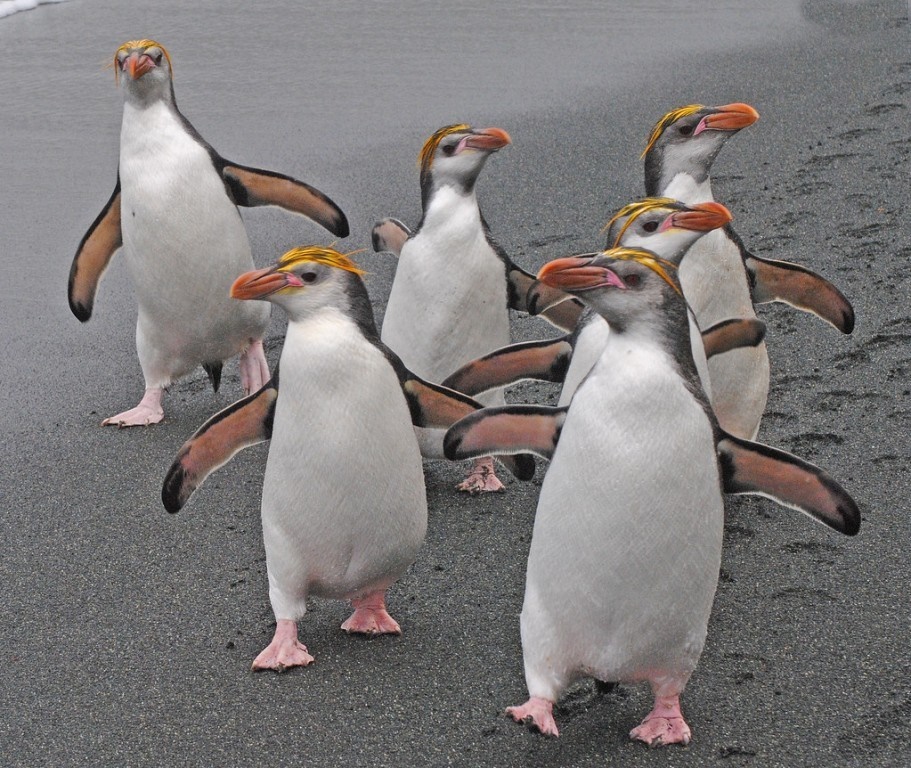 Pinguim-real