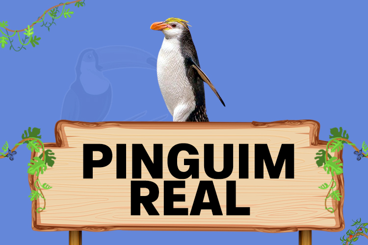 pinguim real