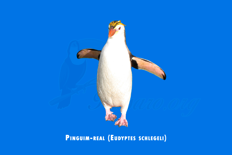 pinguim-real (eudyptes schlegeli)