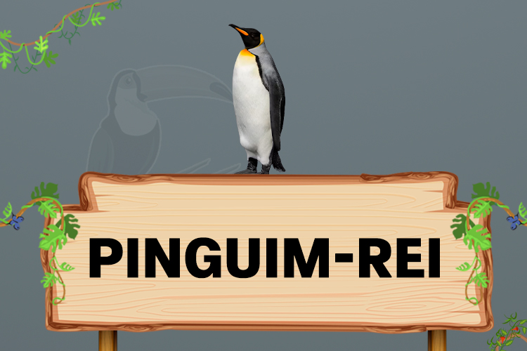 pinguim rei