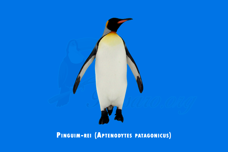 pinguim-rei (aptenodytes patagonicus)
