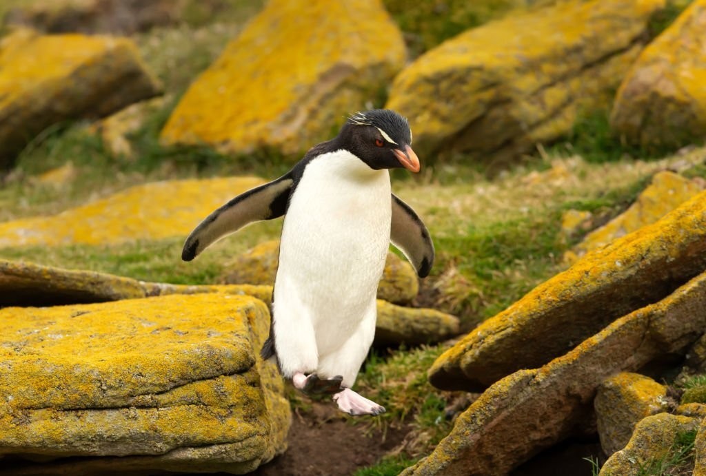 pinguim-saltador-da-rocha