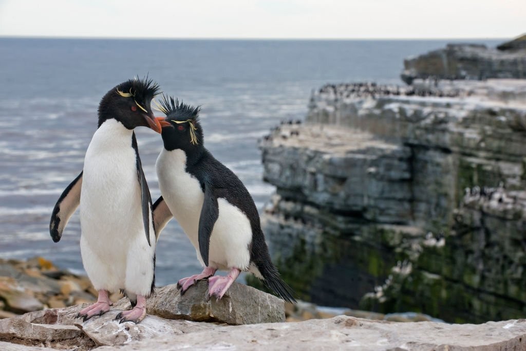 pinguim-saltador-da-rocha