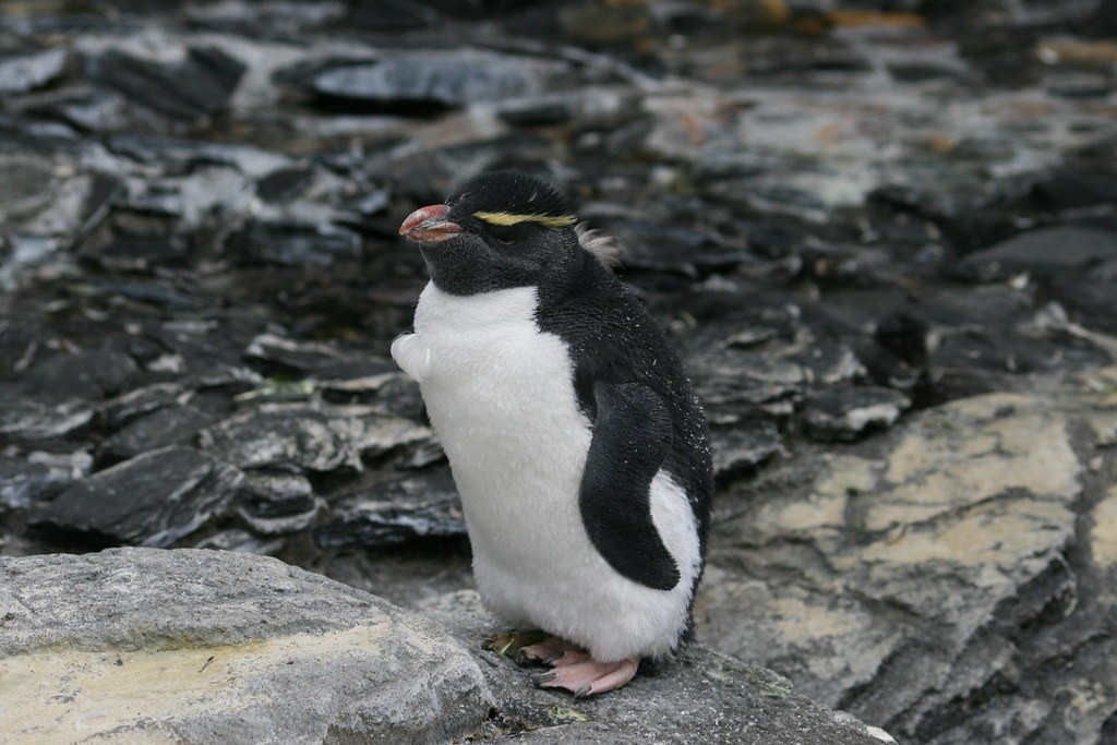 pinguim-saltador-da-rocha