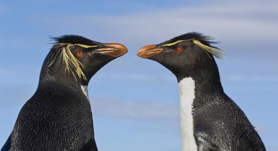 pinguim-saltador-da-rocha