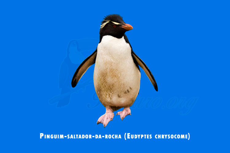 pinguim-saltador-da-rocha ( eudyptes chrysocome)