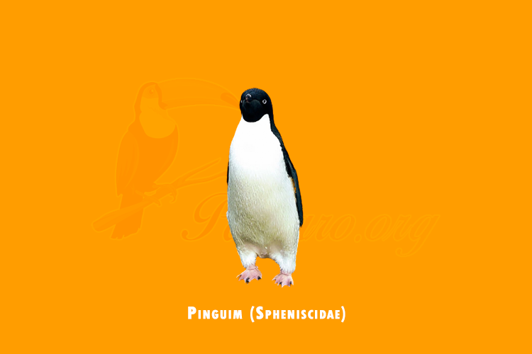 pinguim ( spheniscidae)