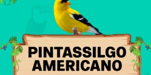 pintassilgo americano