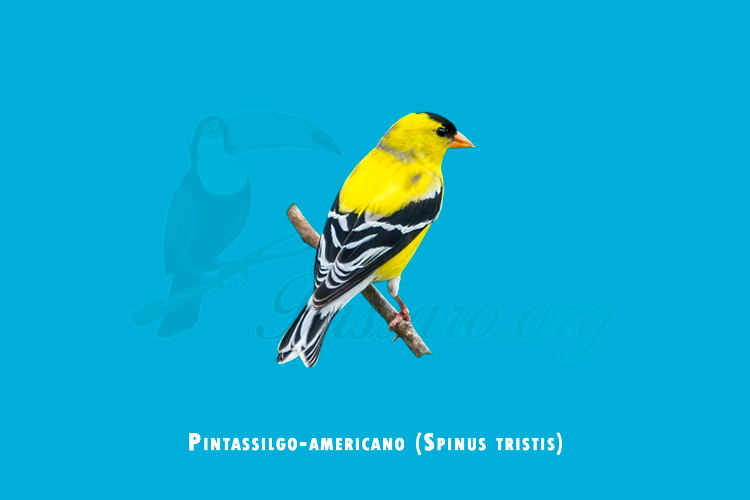 pintassilgo-americano ( spinus tristis)