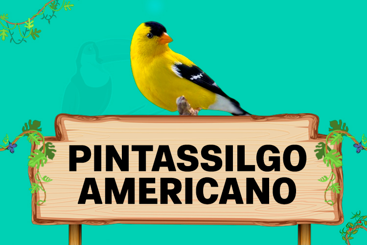 pintassilgo americano