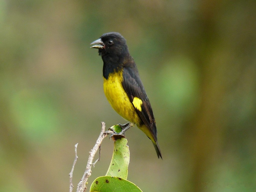 pintassilgo-de-barriga-amarela