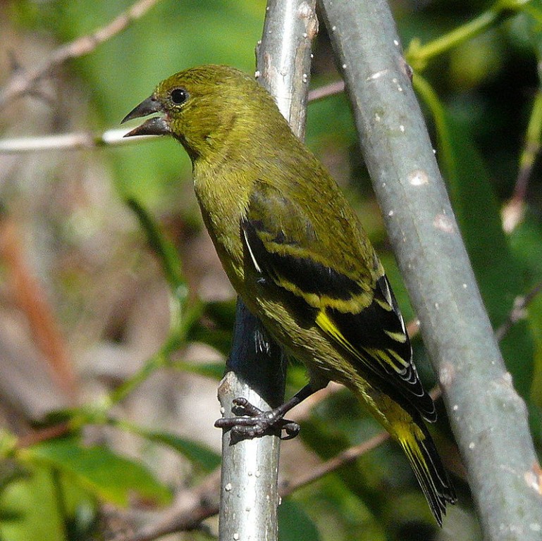 pintassilgo-de-cabeca-preta femea