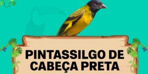 pintassilgo de cabeca preta