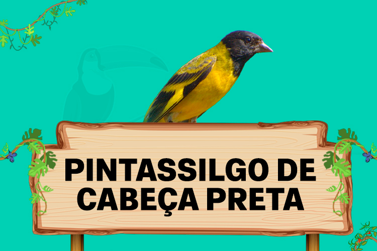 pintassilgo de cabeca preta