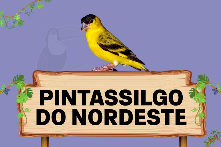 pintassilgo do nordeste