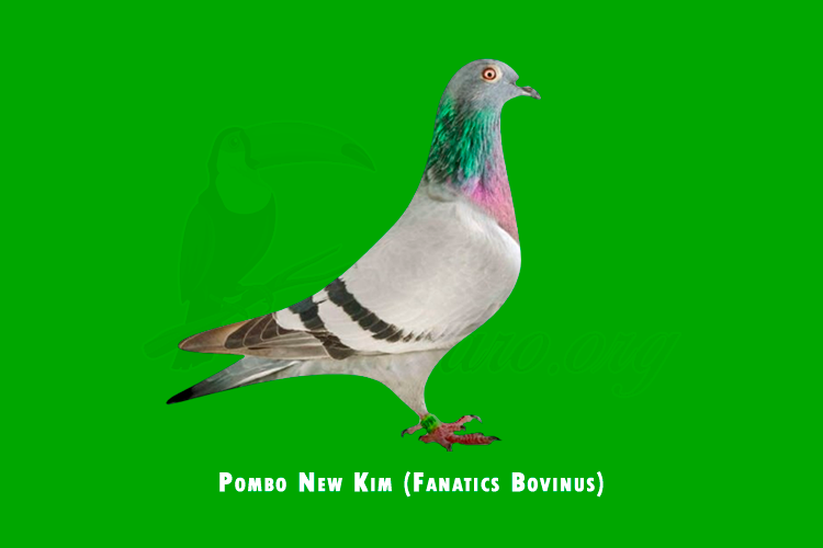pombo new kim (Fanatics Bovinus)