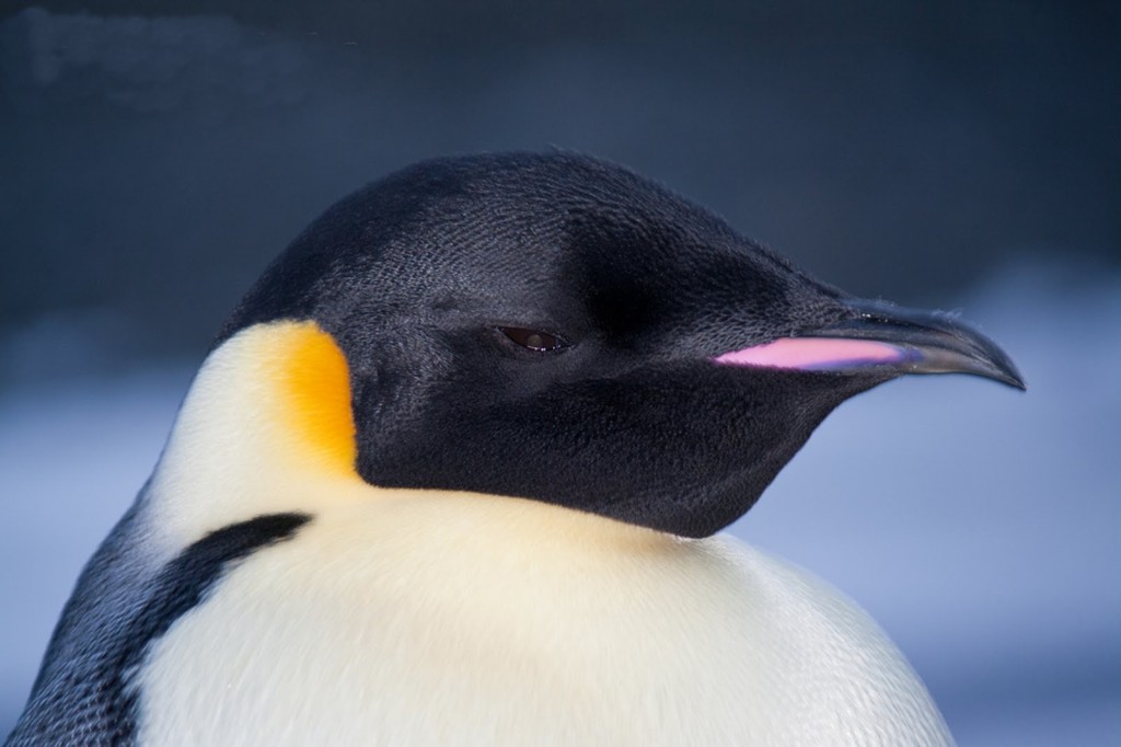 predadores naturais do pinguim-imperador