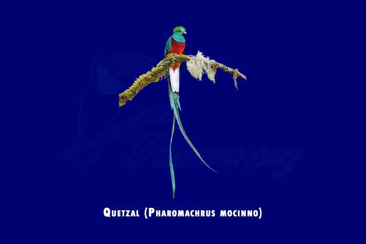 quetzal (pharomachrus mocinno)