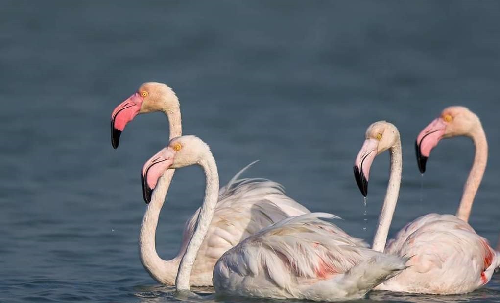 reproducao da flamingo-comum
