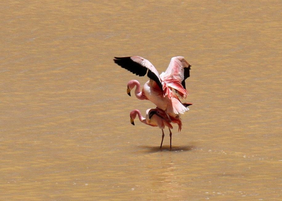reproducao do flamingo-de-james