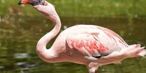 reproducao do flamingo-pequeno