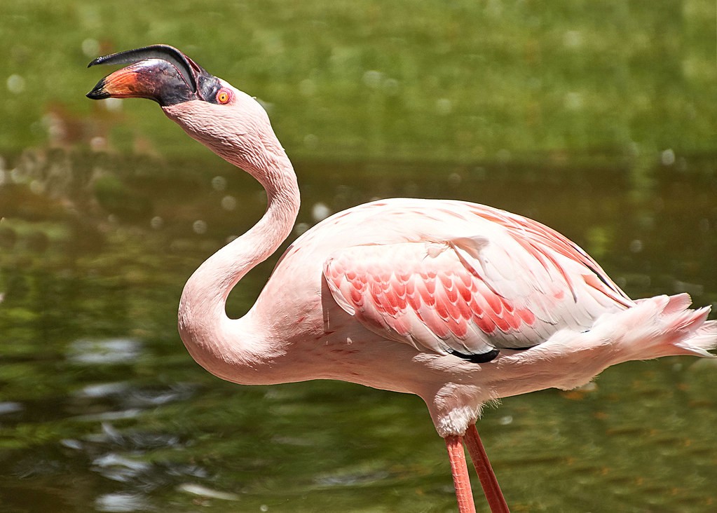 reproducao do flamingo-pequeno