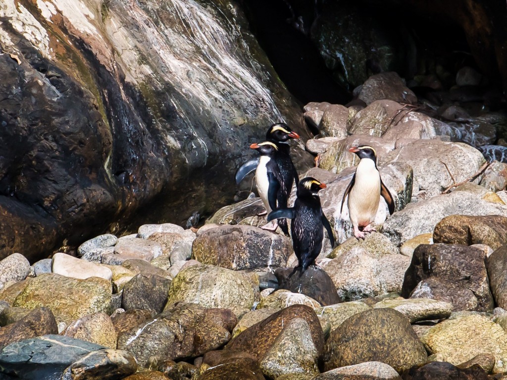 reproducao do pinguim-de-humboldt