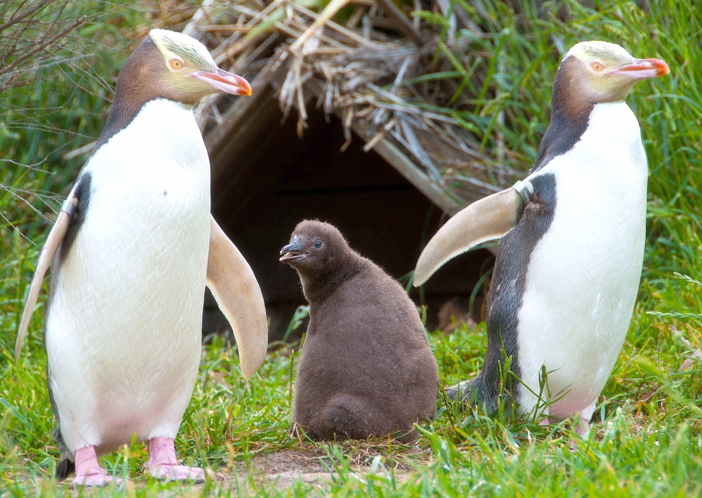 reproducao do pinguim-de-olho-amarelo