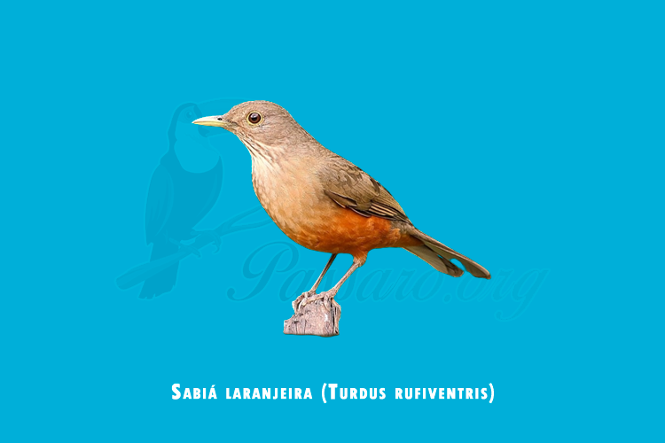 sabia laranjeira (turdus rufiventris)