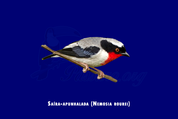 saíra-apunhalada (nemosia rourei)